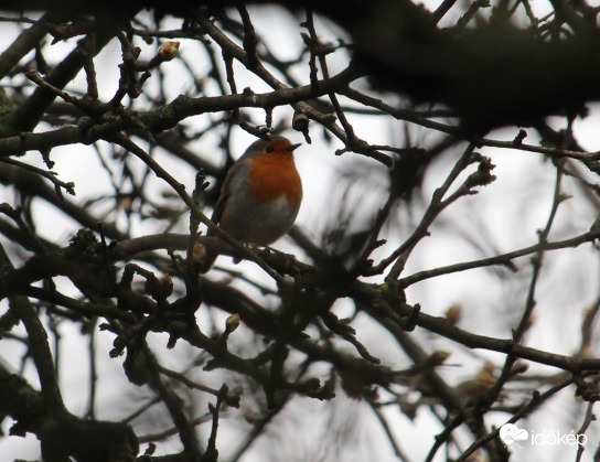 Alkonyatban dalolászó vörösbegy