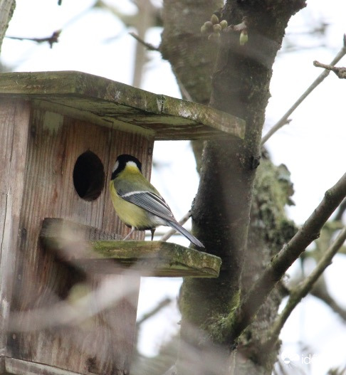 Lakáskeresés széncinke módra 2.