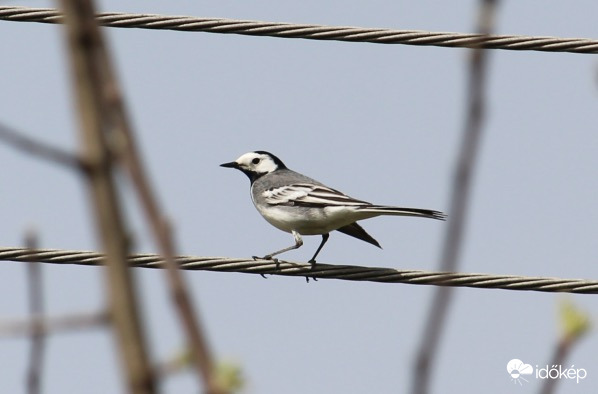 Kötéltáncos barázdabillegető