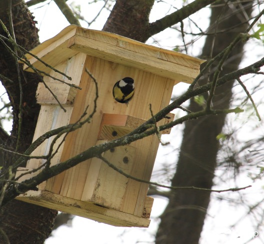 Nyíláspróba - széncinege