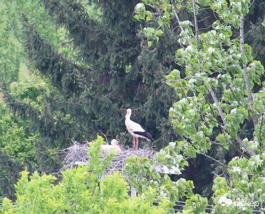 Járdánházi gólyapár