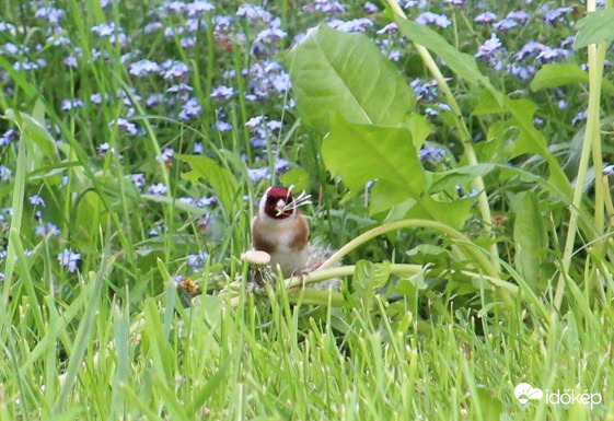 Nézd, nem tollas a szájam… - eszegető tengelic