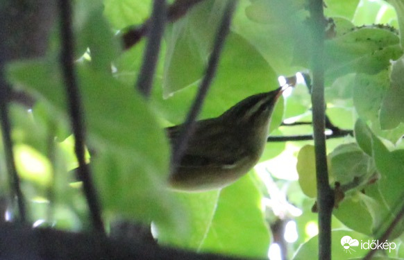 Újonc a kertben-foltos nádiposzáta