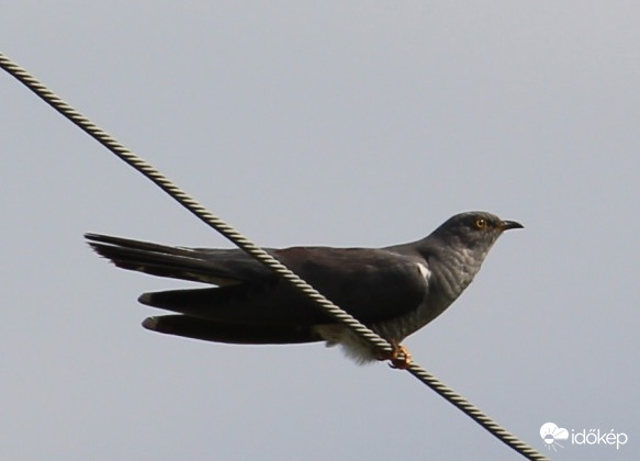 Kakukk - keresi a fészket a patak partján