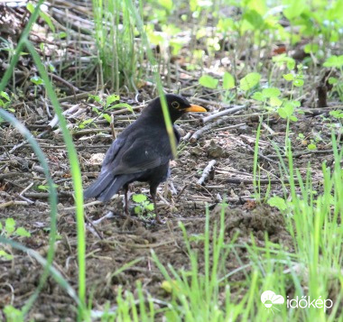 Rigó papa keresi a betevőt