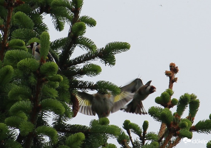 Tengelicek eszegetnek a fenyőn
