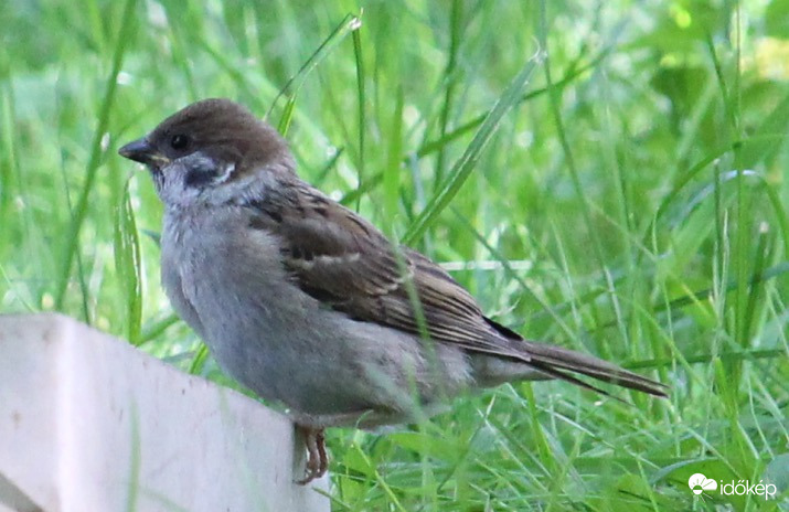 Fiatal verébke az itatón