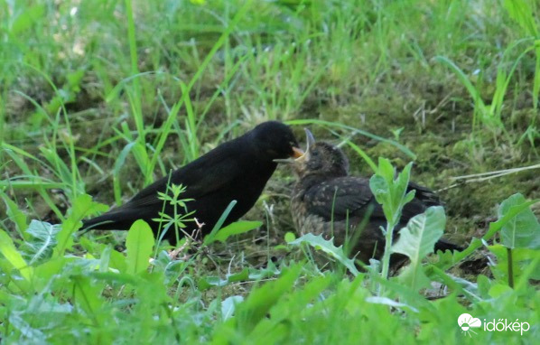 Szívd fel begyem a sok kaját - fekete rigók
