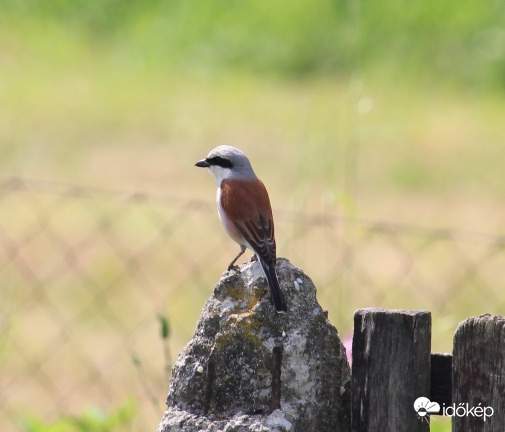 Tövisszúró gébics hím vadászik