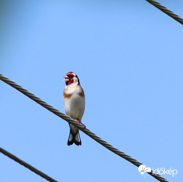 Dalolászó tengelic