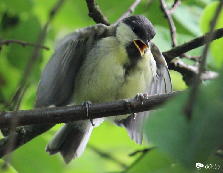 Kajáért sóvárgó széncinege fióka