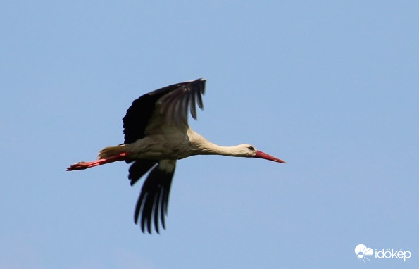 Megyek, hozok valami kaját - fehér gólya