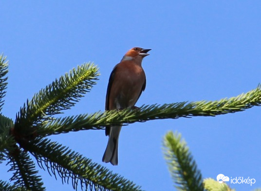 Trillázó erdei pinty hím