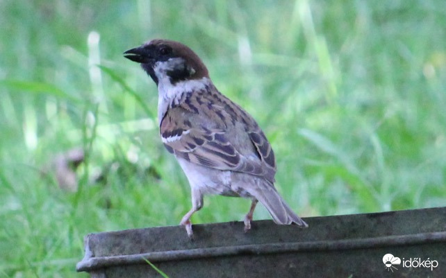 A veréb is megszomjazott