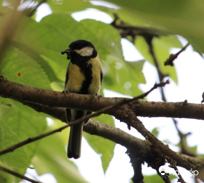 Gondoskodó hím cinege