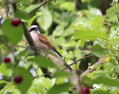 Tövisszúró gébics hím