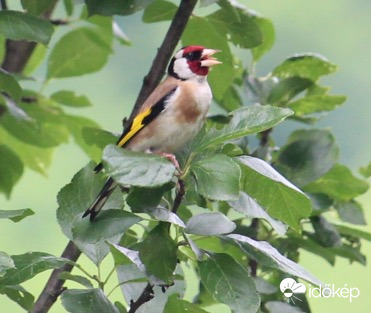 Ma mit énekeljek nektek? - tengelic