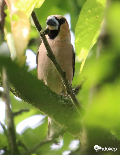 Idén nyáron is ellátogatott a cseresznyefára a meggyvágó