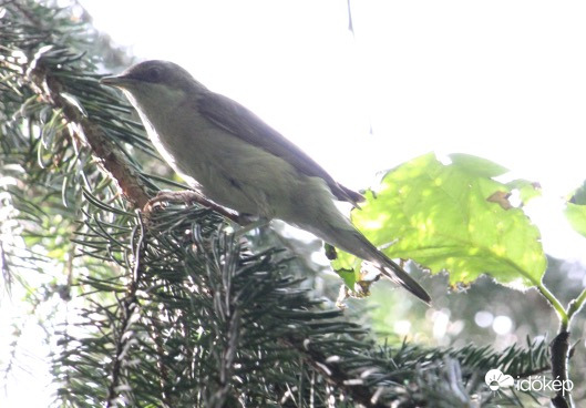 Fenyőn sok a kaja- kis poszáta