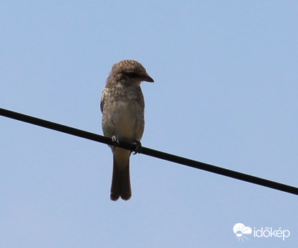 Fiatal tövisszúró gébics