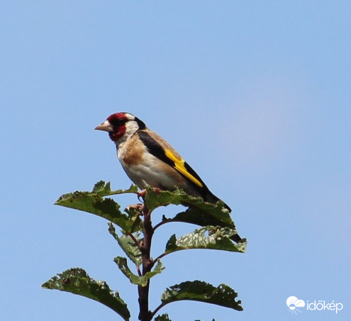 Tengelic a szilvafa csúcsán ringatózik
