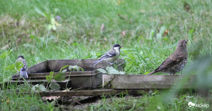 Nagyüzem az itatón