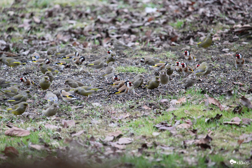 Hány madár van a képen? 