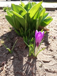 Krókusz a leendő jácint és tulipán árnyékában :) 