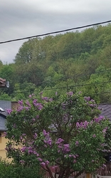 Az orgona is kapott egy kis esőt