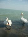 Balaton