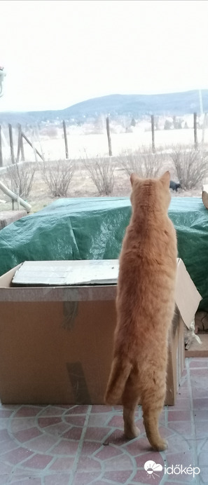 Fekete párduc lesen :) 