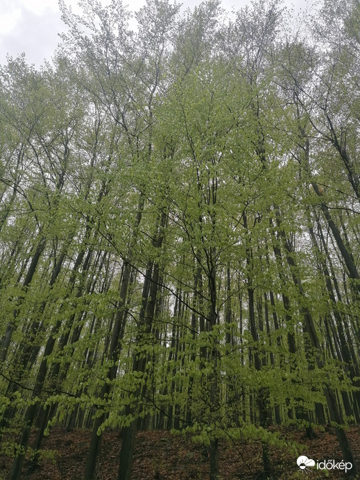 Az égig érő fák :) 