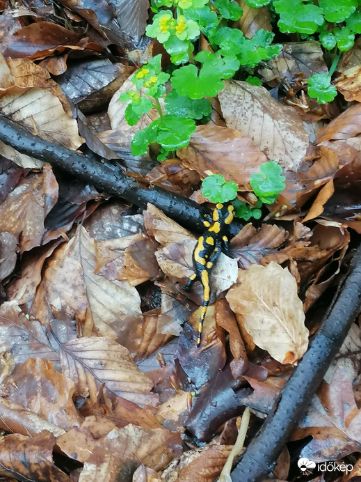 Természetes élőhelyén