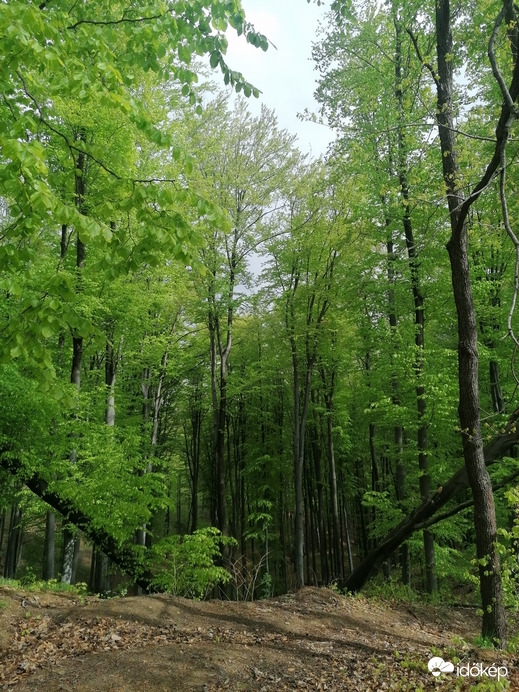 A tavaszi erdő I. 