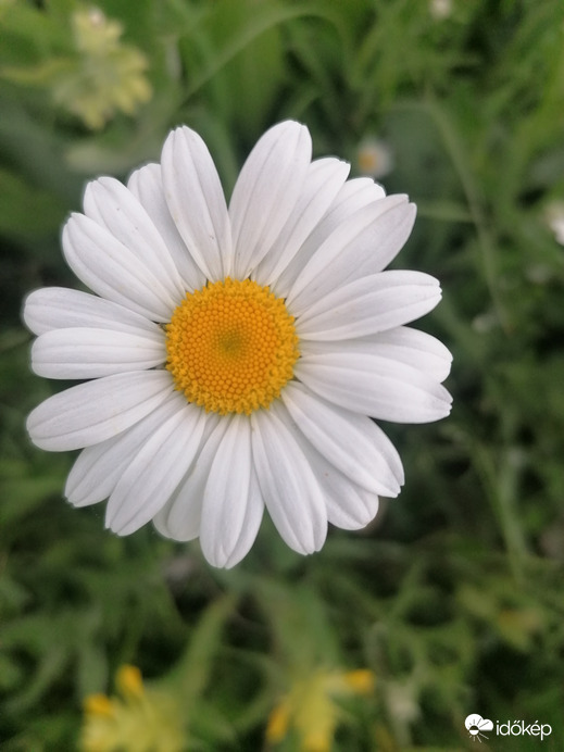 Magányos margaréta. 