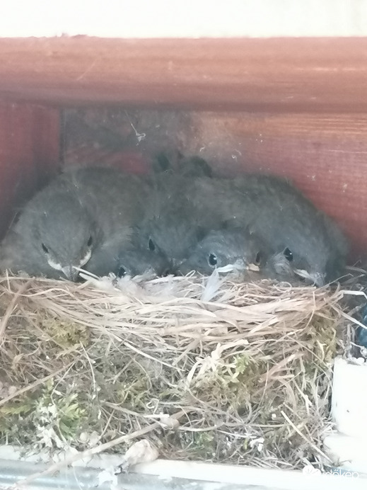 Öten vagyunk és várjuk az eleséget