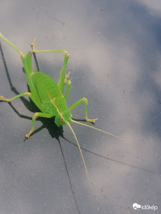 Koncert előtti pihenés 