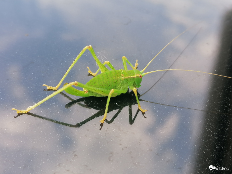 Koncert előtti pihenés 