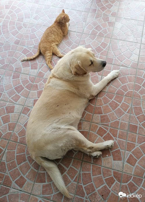 Most akkor ki utánoz kit? 