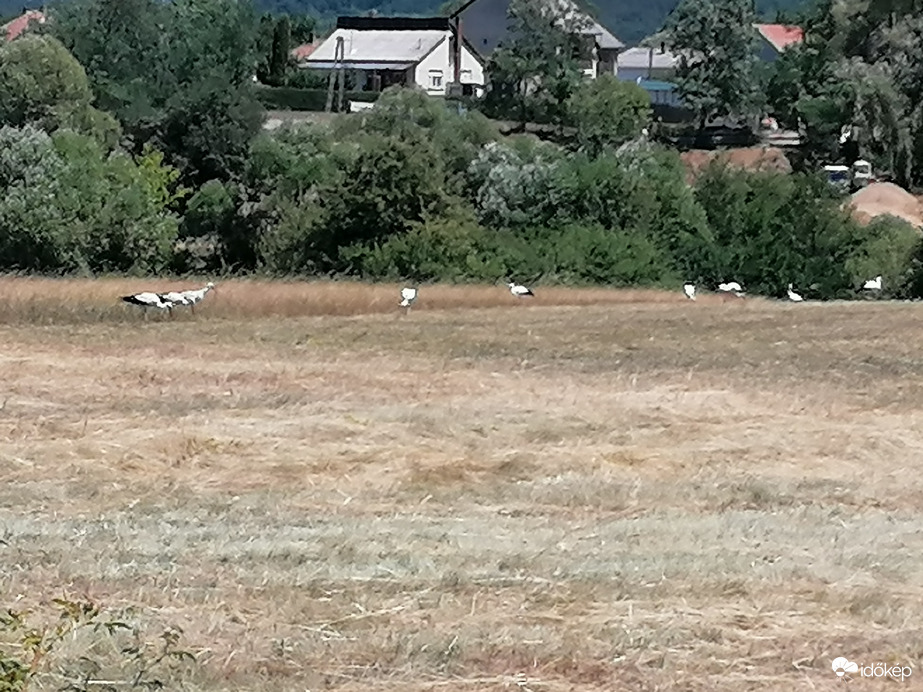 A mai menü pedig... 