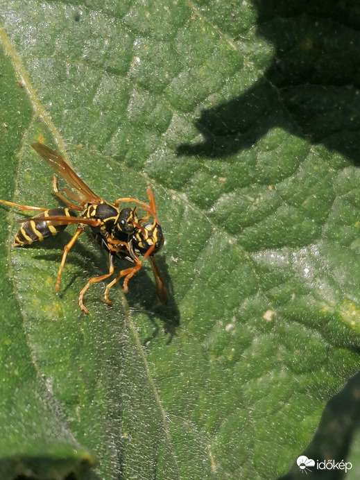 Kötöttfogású birkózás, fogást talált rajta 