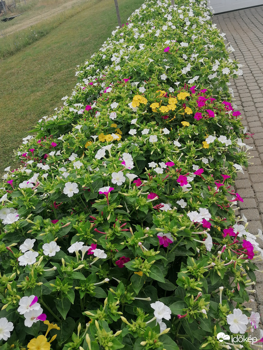 Virág sövény 