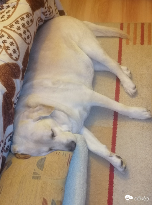 Éberen őrzöm a házat :) 