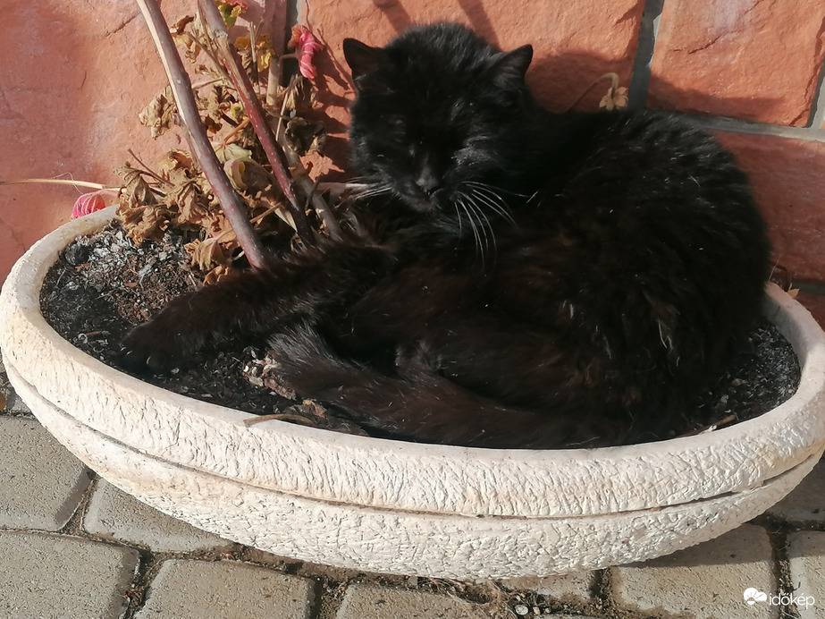 Itt a macska ültetés ideje 