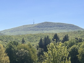 Kizöldülve