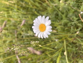 Margaréta