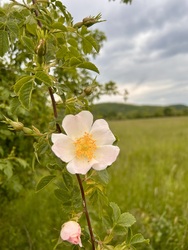 Csipkerózsika