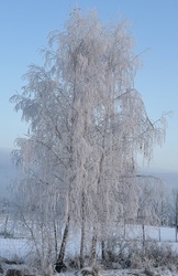 Zúzmarába öltözve 