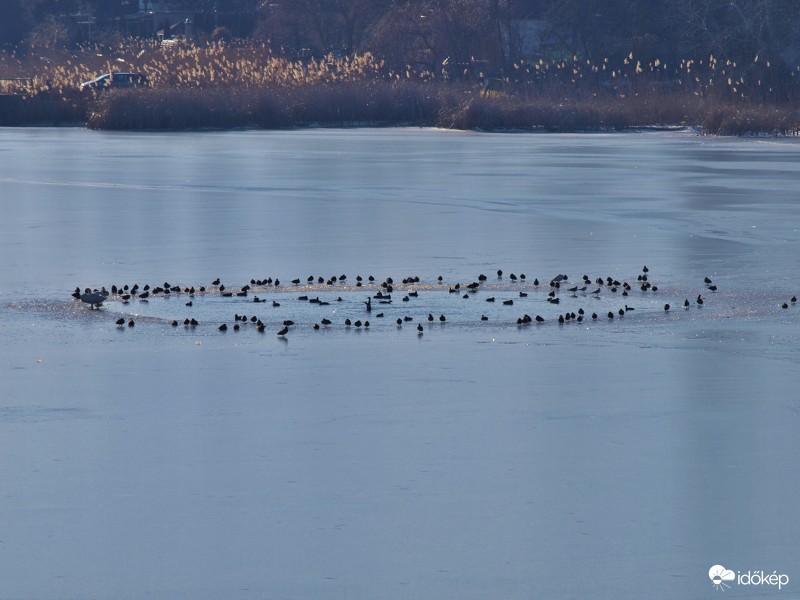 Vízsziget a jégen.