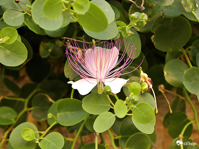Nem ismerem,de szép!